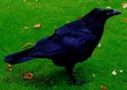 Raven at the Tower of London